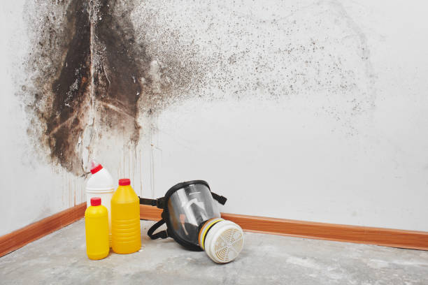 Best Attic Mold Remediation in Holiday Shores, IL