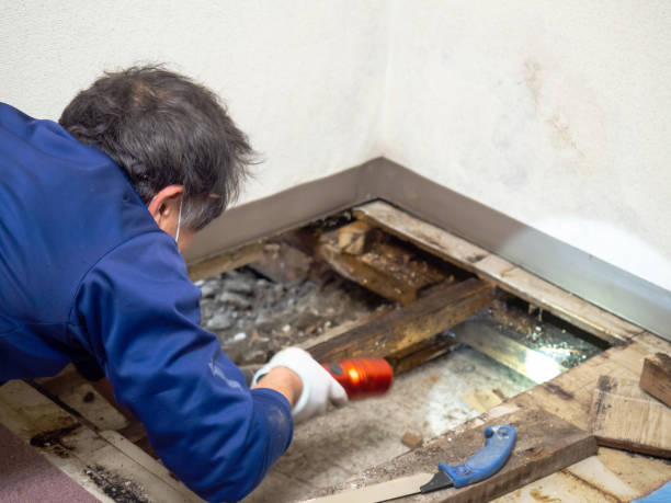 Best Crawl Space Mold Remediation in Holiday Shores, IL