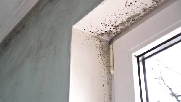 Best Post-Flood Mold Remediation in Holiday Shores, IL