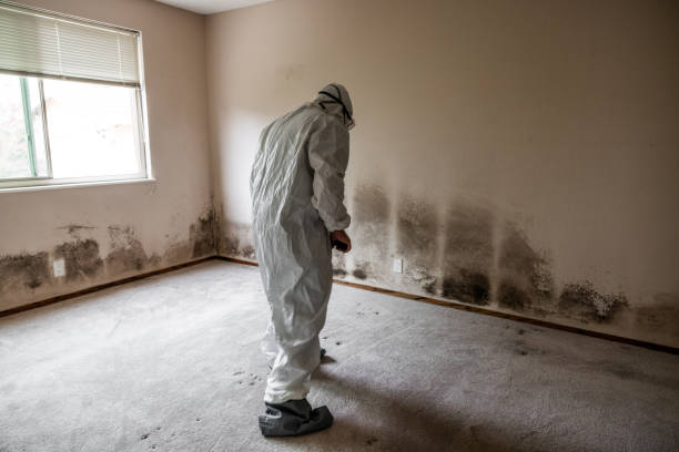 Best Residential Mold Remediation in Holiday Shores, IL