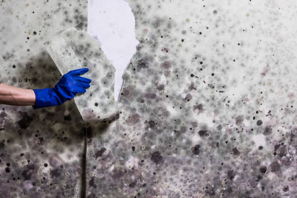 Professional Mold Remediation in Holiday Shores, IL