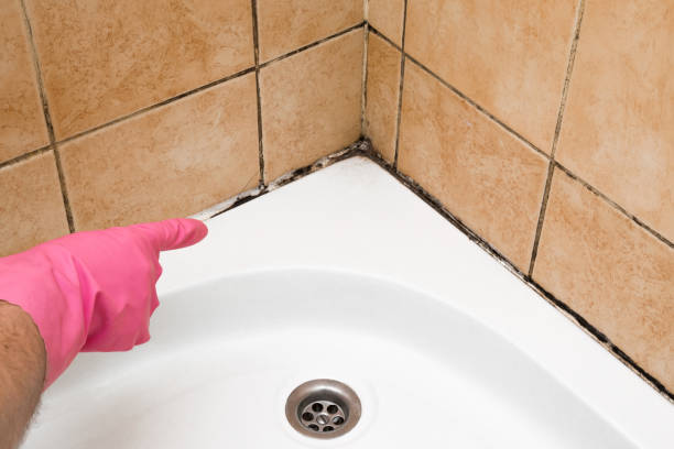 Best Localized Mold Remediation (e.g., coastal areas, humid climates) in Holiday Shores, IL